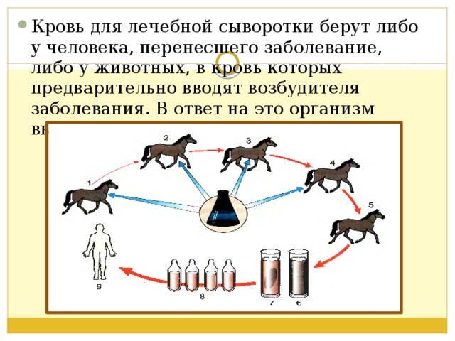 Кровь для лечебной сыворотки берут либо у человека, перенесшего заболевание, либо у животных, в кровь которых предварительно вводят возбудителя заболевания. В ответ на это организм вырабатывает антитела. 