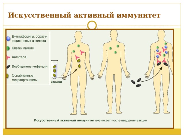 Искусственный иммунитет у человека. Искусственный активный иммунитет. Активный искусственно приобретенный иммунитет. Активный иммунитет развивается после введения. Искусственный активный иммунитет вырабатывается после введения.