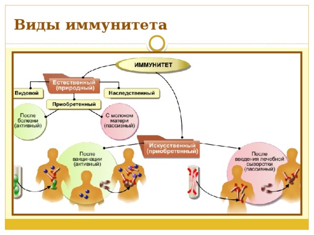 Виды иммунитета у человека