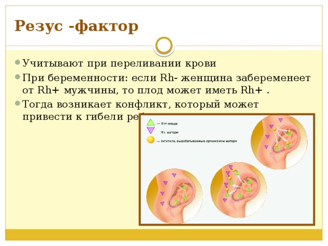 Резус фактор особенности