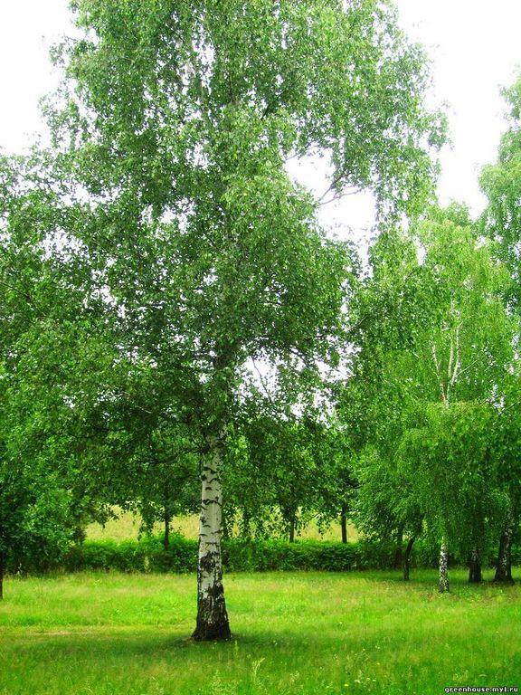 Каждый, картинки березка
