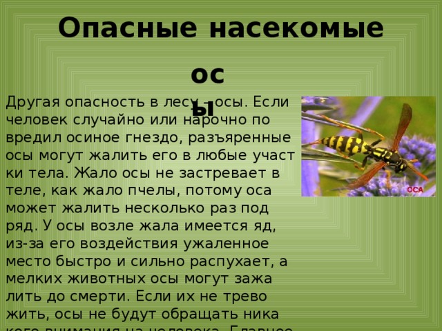 Презентация опасные насекомые 2 класс