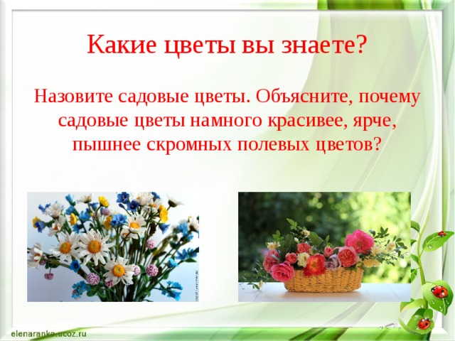 Садовые цветы презентация для детей