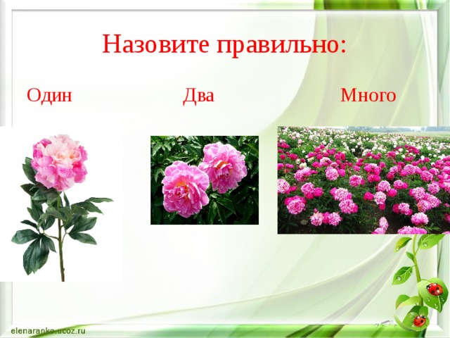 Презентация цветы логопед