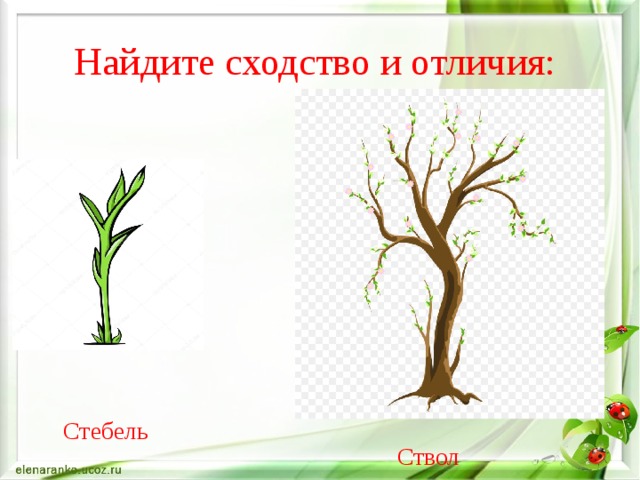 Слово стебель