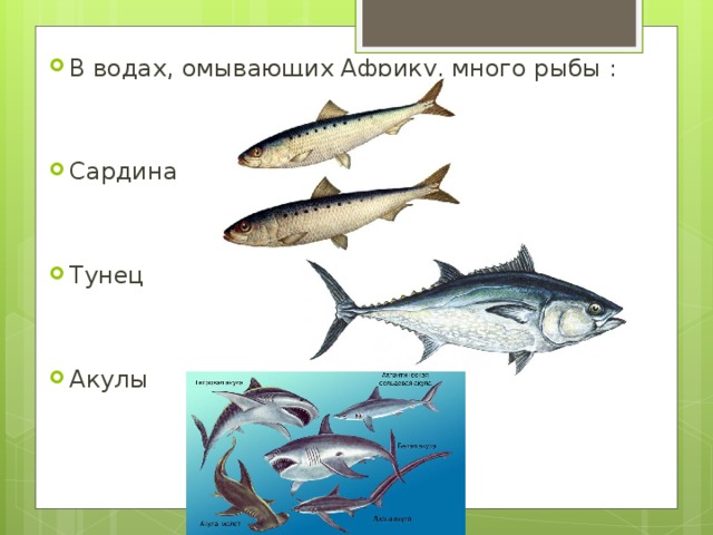 В водах, омывающих Африку, много рыбы :   Сардина   Тунец  Акулы