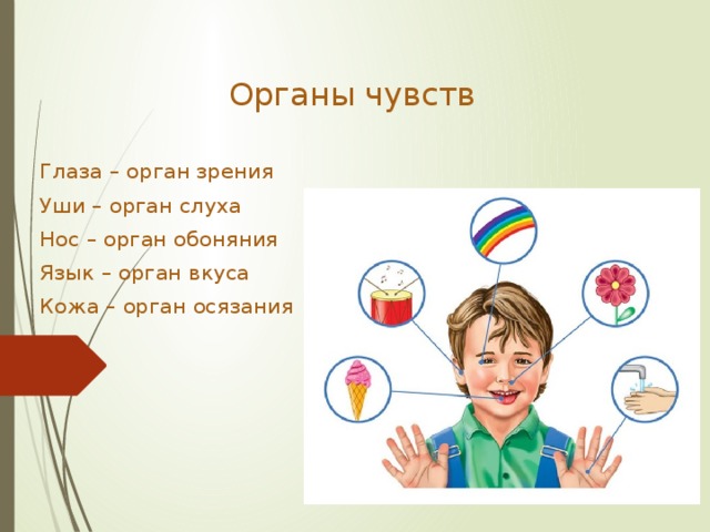 Рисунок гигиена органов чувств