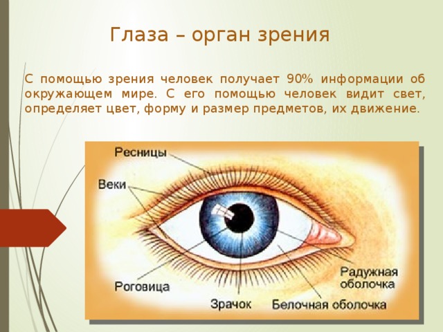 Презентация на тему строение глаза