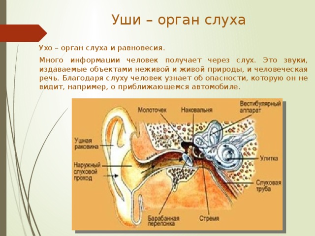 Орган слуха человека. Изучение строения органа слуха на муляже