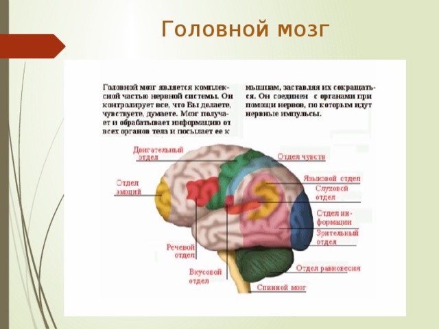 Головной мозг 