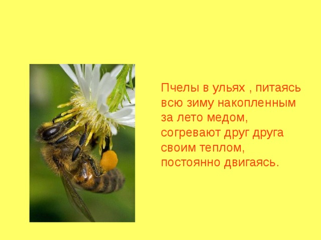 Пчелы в ульях , питаясь всю зиму накопленным за лето медом, согревают друг друга своим теплом, постоянно двигаясь. 