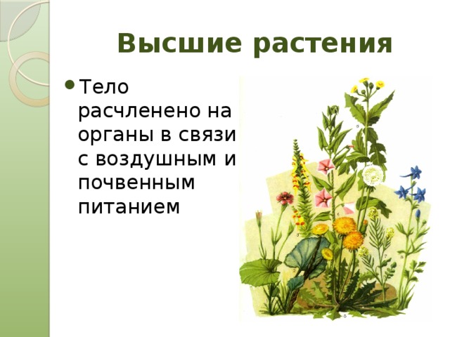 Высшие растения это. Высшие растения. Высшие растения примеры. Названия высших растений. Высшие и низшие растения.