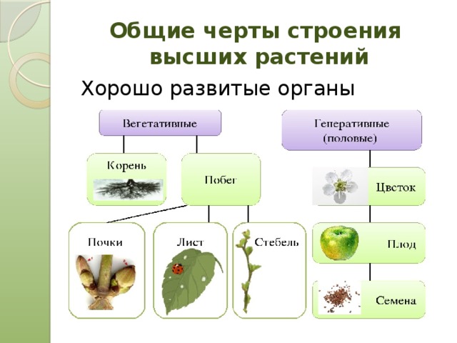 Строение и многообразие растений