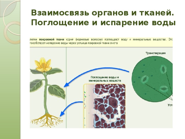 Специальные органы у растений. Взаимосвязь органов растения. Взаимосвязь тканей и органов. Взаимосвязы органов растений. Схема взаимосвязи органов растений.