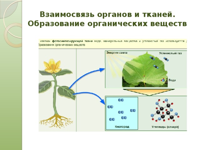 Взаимосвязь органов растений. Взаимосвязь органов растения. Образование органических веществ. Растения производители органического вещества. Взаимосвязы органов растений.