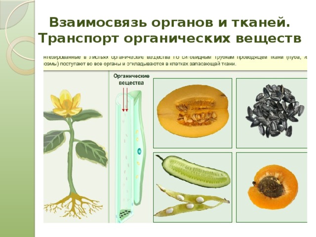 Взаимосвязь органов растений. Взаимосвязь органов растения. Взаимосвязь тканей и органов. Транспорт органических веществ. Высшие растения ткани и органы.