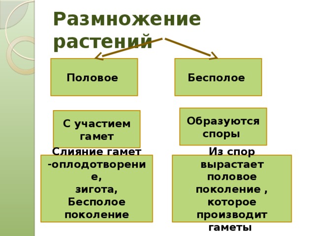 Половое и бесполое размножение презентация