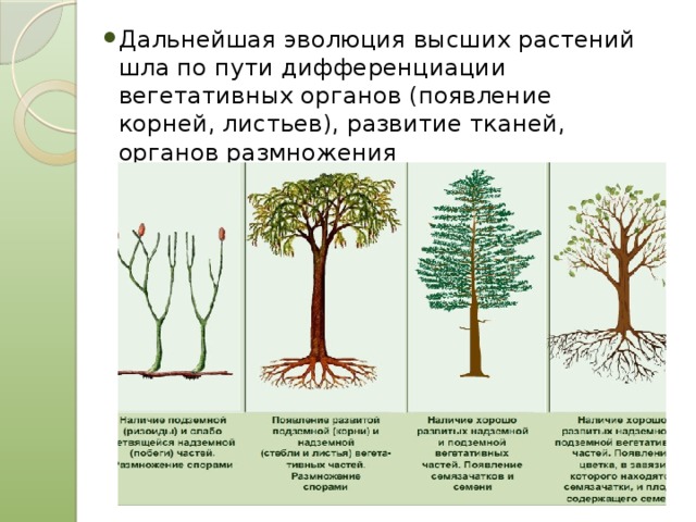 Эволюция вегетативных. Эволюция появления растений. Происхождение высших растений. Эволюция высших растений. Эволюция тканей и органов растений.