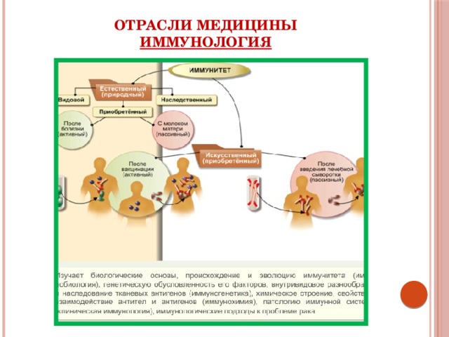 Отрасли медицины  Иммунология 