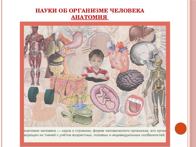 Науки об организме человека  Анатомия 