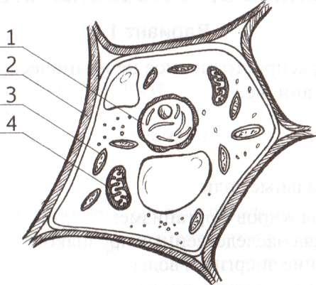 Рассмотрим рисунок растительной клетки