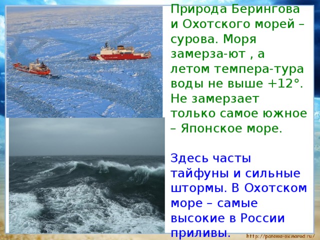  Природа Берингова и Охотского морей – сурова. Моря замерза-ют , а летом темпера-тура воды не выше +12°. Не замерзает только самое южное – Японское море.  Здесь часты тайфуны и сильные штормы. В Охотском море – самые высокие в России приливы. 