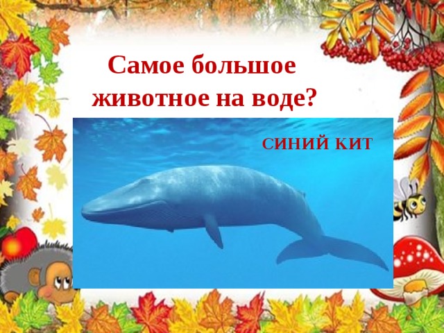 Самое большое животное на воде? СИНИЙ КИТ 