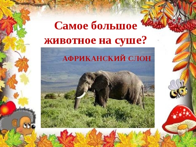 Самое большое животное на суше? АФРИКАНСКИЙ СЛОН 