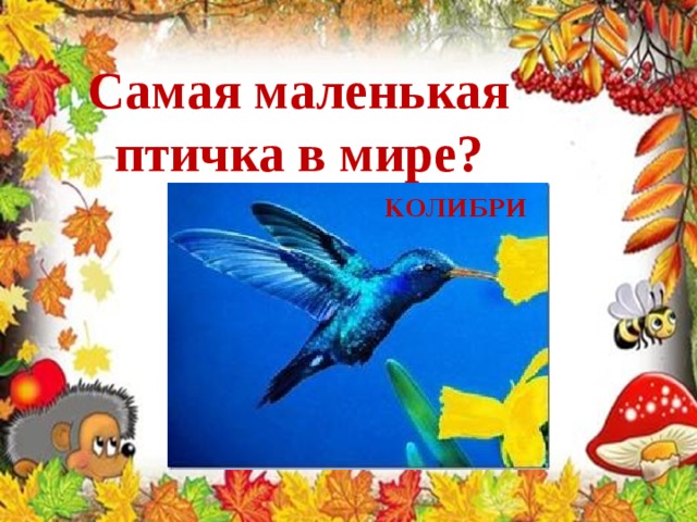 Самая маленькая птичка в мире? КОЛИБРИ 