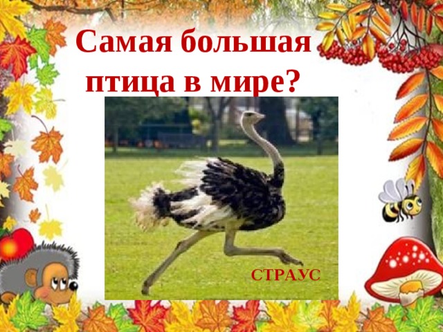 Самая большая птица в мире? СТРАУС 