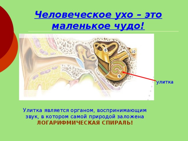  улитка Человеческое ухо – это маленькое чудо! Улитка является органом, воспринимающим звук, в котором самой природой заложена ЛОГАРИФМИЧЕСКАЯ СПИРАЛЬ! 