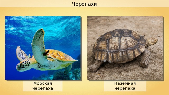 Черепахи Наземная черепаха Морская черепаха 