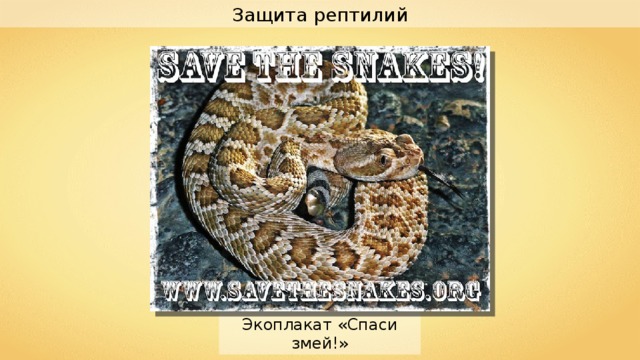 Защита рептилий Экоплакат «Спаси змей!» 
