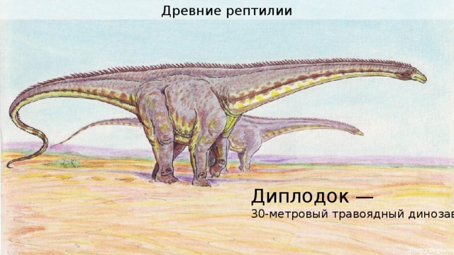 Древние рептилии Диплодок — 30-метровый травоядный динозавр. Dmitry Bogdanov 