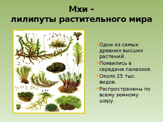 Отдел мхи примеры растений. Виды моховидных растений. Плауновидные мхи.