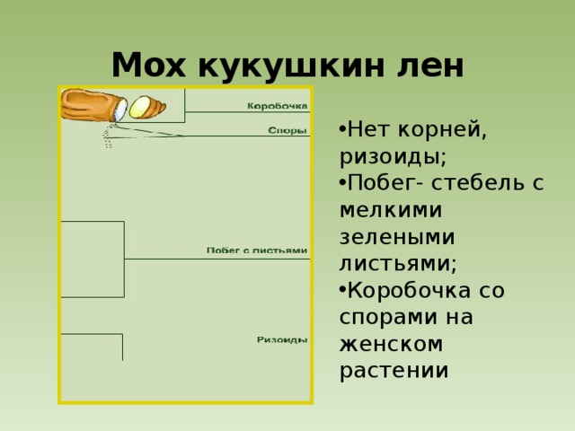 Мох кукушкин лен Нет корней, ризоиды; Побег- стебель с мелкими зелеными листьями; Коробочка со спорами на женском растении 