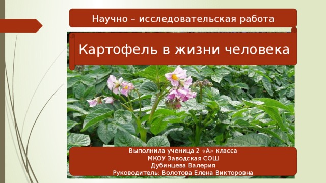 Научно – исследовательская работа Картофель в жизни человека Выполнила ученица 2 «А» класса МКОУ Заводская СОШ Дубинцева Валерия Руководитель: Волотова Елена Викторовна  