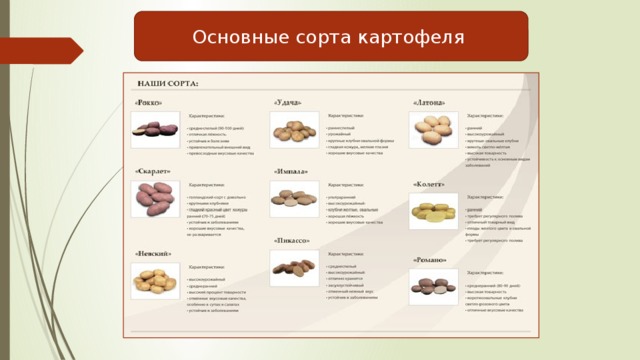 Основные сорта картофеля 