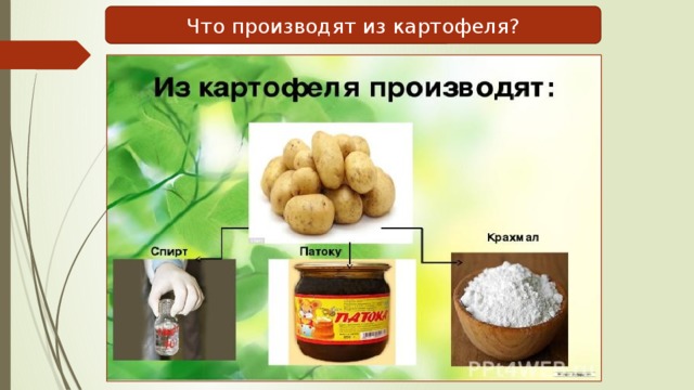 Что производят из картофеля? 