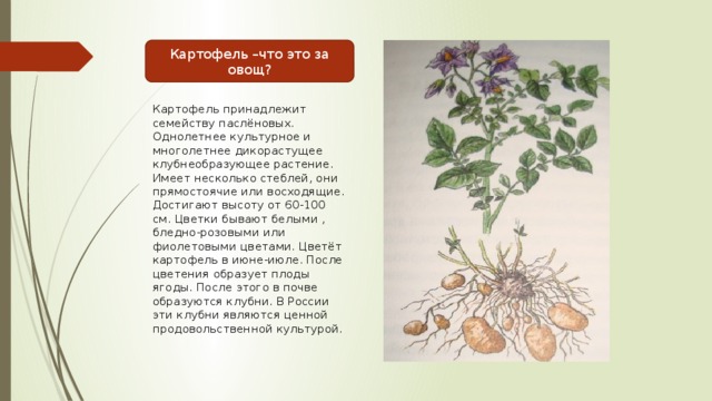 Картофель –что это за овощ? Картофель принадлежит семейству паслёновых. Однолетнее культурное и многолетнее дикорастущее клубнеобразующее растение. Имеет несколько стеблей, они прямостоячие или восходящие. Достигают высоту от 60-100 см. Цветки бывают белыми , бледно-розовыми или фиолетовыми цветами. Цветёт картофель в июне-июле. После цветения образует плоды ягоды. После этого в почве образуются клубни. В России эти клубни являются ценной продовольственной культурой. 