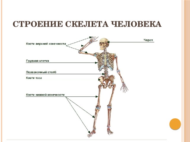Строение скелета человека 