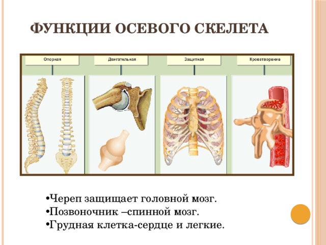Функции осевого скелета Череп защищает головной мозг. Позвоночник –спинной мозг. Грудная клетка-сердце и легкие. 