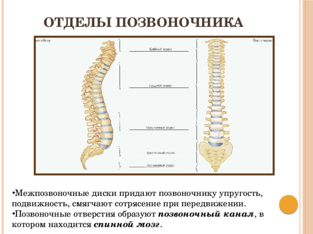 Отделы позвоночника Межпозвоночные диски придают позвоночнику упругость, подвижность, смягчают сотрясение при передвижении. Позвоночные отверстия образуют позвоночный канал , в котором находится спинной мозг . 