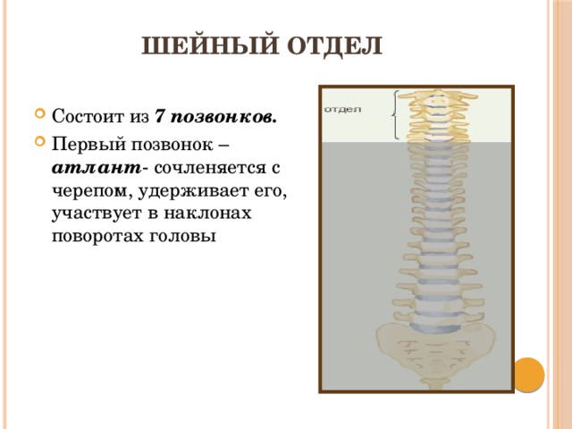 Шейный отдел Состоит из 7 позвонков. Первый позвонок – атлант - сочленяется с черепом, удерживает его, участвует в наклонах поворотах головы 