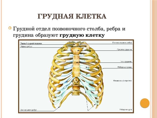 Строение скелета грудного отдела. Осевой скелет человека и грудная клетка. Грудина осевой скелет. Строение грудной клетки. Строение грудного отдела.