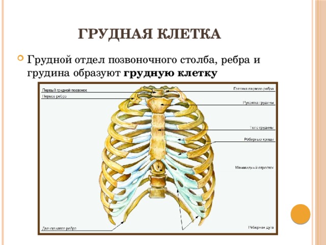 Грудная клетка Грудной отдел позвоночного столба, ребра и грудина образуют грудную клетку 