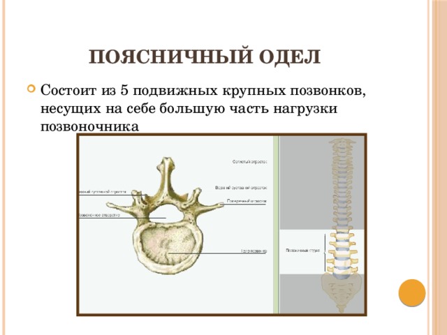 Поясничный одел Состоит из 5 подвижных крупных позвонков, несущих на себе большую часть нагрузки позвоночника 