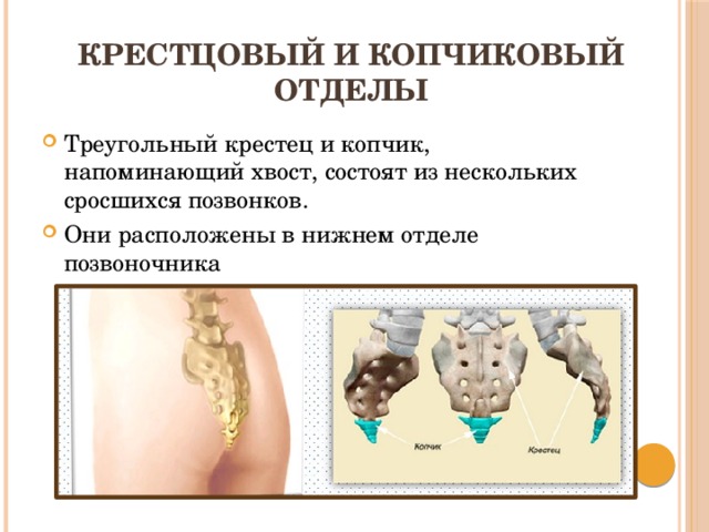 Позвонки крестцового отдела