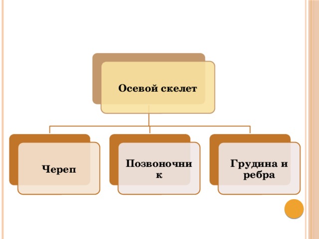 Общее строение. Осевой и добавочный скелет схема. Осевой и периферический скелет. Осевой скелет и периферический скелет. Скелет делится на осевой и добавочный.