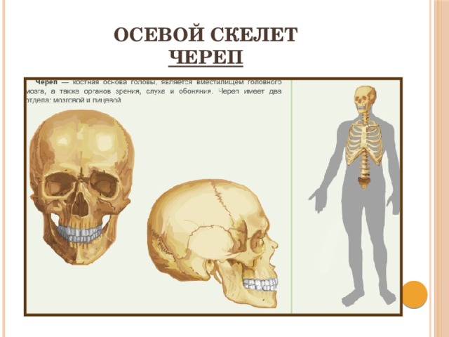 Осевой скелет  Череп 